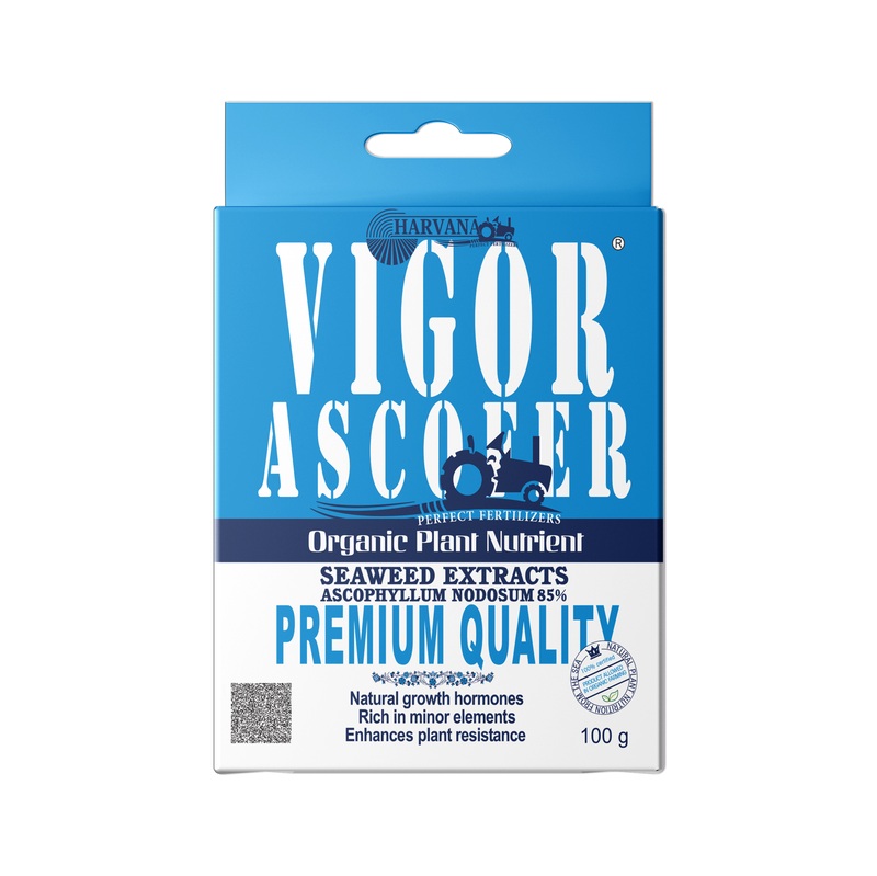 𝚅𝙸𝙶𝙾𝚁 𝙰𝚂𝙲𝙾𝙵𝙴𝚁